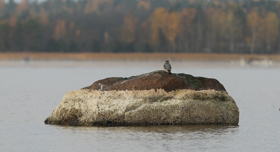 Suomenlahti vesi alhaalla